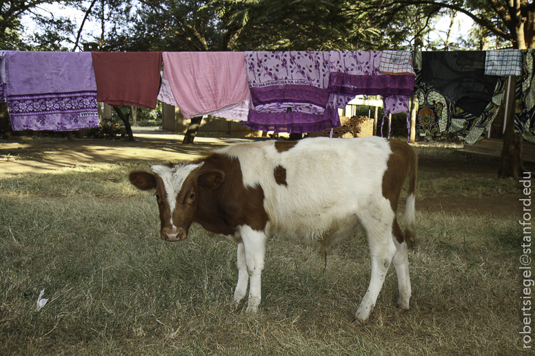 laundry and cow